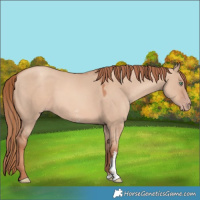 Horse Color:Gold Champagne Dun Sabino 