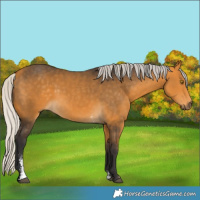 Horse Color:Silver Buckskin Sabino 