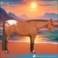 Horse Color:Bay Appaloosa 