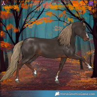 Horse Color:Liver Chestnut 