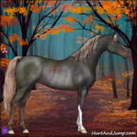 Horse Color:Liver Chestnut Rabicano 