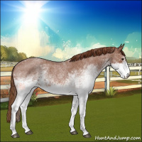 Horse Color:White Spotted Red Roan 