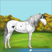 Horse Color:Black Splash Tobiano