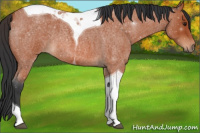 Horse Color:Brown Roan Tobiano 