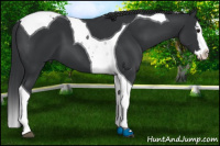 Horse Color:Black Splash Tobiano 