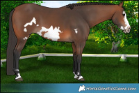 Horse Color:Bay Frame 