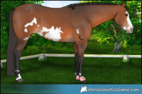 Horse Color:Bay Frame 