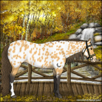 Horse Color:Buckskin Near Leopard 
