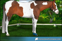 Horse Color:Bay Splash Tobiano