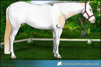 Horse Color:Buckskin Pearl Splash Tobiano Frame 