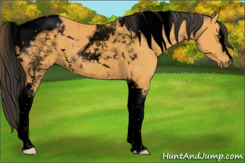 Horse Color:Void White Spotted Buckskin Tobiano 