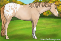 Horse Color:Gold Champagne Appaloosa 