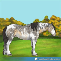 Horse Color:Buckskin Sabino Tobiano Blanket 