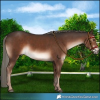 Horse Color:Liver Chestnut Mushroom 