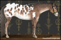 Horse Color:Liver Chestnut Mushroom Appaloosa