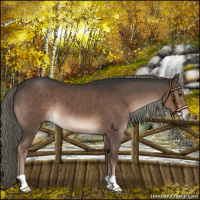 Horse Color:Liver Chestnut Mushroom 