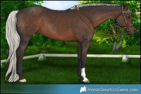 Horse Color:Liver Chestnut Mushroom 