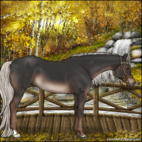 Horse Color:Liver Chestnut Mushroom 