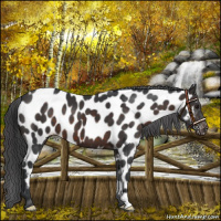 Horse Color:Brown Appaloosa