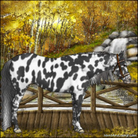 Horse Color:Black Near Leopard 