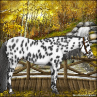 Horse Color:Black Near Leopard