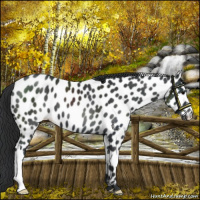 Horse Color:Black Near Leopard