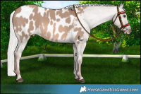 Horse Color:Red Dun Mushroom Appaloosa 