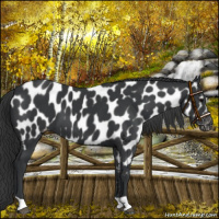 Horse Color:Black Near Leopard