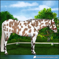 Horse Color:Liver Red Dun Appaloosa