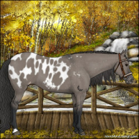 Horse Color:Grullo Appaloosa 