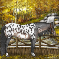 Horse Color:Brown Appaloosa 