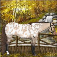 Horse Color:Bay Dun Near Leopard 