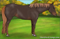 Horse Color:Liver Chestnut