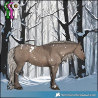 Horse Color:White Spotted Silver Grullo 