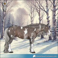 Horse Color:White Spotted Silver Black 