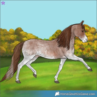 Horse Color:White Spotted Red Roan 