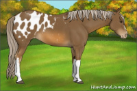Horse Color:Chocolate Palomino Appaloosa 