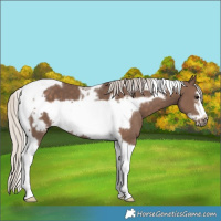 Horse Color:Silver Black Tobiano Frame 