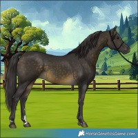 Horse Color:Buckskin 