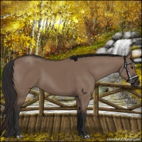 Horse Color:Liver Red Dun Rabicano 