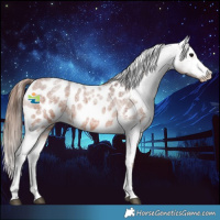 Horse Color:Bay Roan Appaloosa 