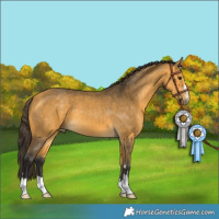 Horse Color:Buckskin 