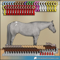 Horse Color:Grullo Appaloosa Brindle 