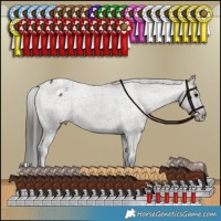 Horse Color:Grullo Appaloosa Brindle