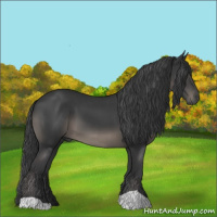 Horse Color:Black 