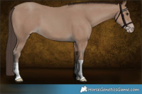 Horse Color:Classic Champagne 