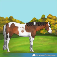 Horse Color:Brown Splash Tobiano Rabicano
