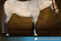 Horse Color:Buckskin Roan 