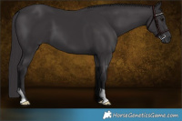Horse Color:Smoky Black 