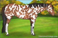 Horse Color:Bay Appaloosa 
